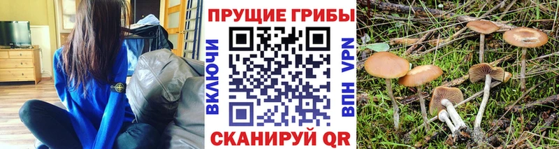Галлюциногенные грибы Psilocybine cubensis  дарнет шоп  Олёкминск 